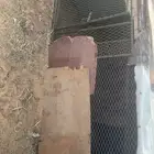 شبك دجاج للبيع