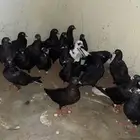 حمام قطايف