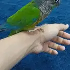 كنيور انثى