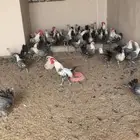 دجاج للبيع براهما و فيومي