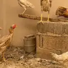 دجاج للبيع باكستاني و براهما و فيومي