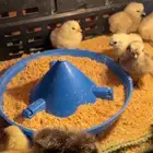 مشروع صوص دجاج قطني ( سلكي )