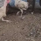 ديوك بلدي