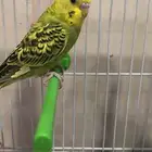 للبيع ذكر حب هولندي حار