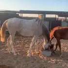 فرس جزيري الاب ليث ديراب