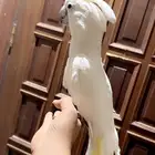 للبيع كوكاتو امبريلا