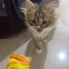 قطه شيرازي هملايا عمر 3 شهور