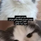 قط للتبني بقريات أليف جدا  شيرازي مهجن
