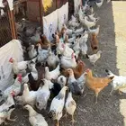 للبيع دجاج فرنسيي كولومبي ابيض وفيومي شبابي