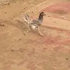 دجاج بلدي