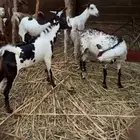 ماعز مقامي للبيع