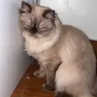 قط انثي للبيع