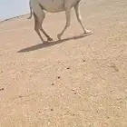 لقحات وخفوت