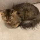 قطه