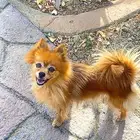 شواوي فرنسيه