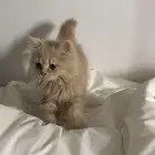 قط للتبني مع جميع اغراضه