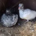للبيع طيور