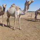 سودانيه هجن لقحه من ولد الشبابي منتج رموز