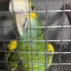 ذكر يلو شولدر