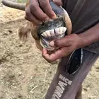 بقره بلدي