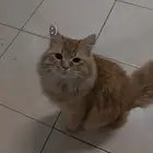 قط لتبني