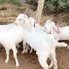 تيوس وجفرات بيض