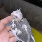 فرخ كروان هولندي