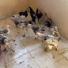 للبيع دجاج براهما