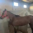 فرس الي البيع العمر 4.5 ملقوه شعبيه وتحته