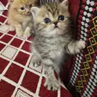 كتن للبيع من اب سكوتش وام هاف بيكي