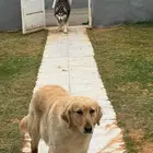 كلب ( جولدن - و هاسكي انثى ) مفقود