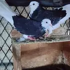حمام الدونك الاستعراضي