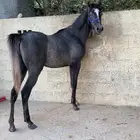 مهر شعبي من فواخر الشعبيات