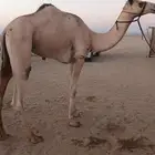 أملج