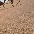 خلفة وخفوت