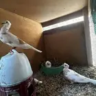 حمام ياكريم