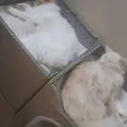 قطط لتبني مع البيع مستلزماتها