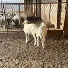 خرفان للبيع