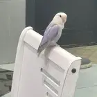 ببغاء روز