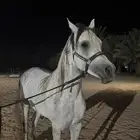 مهر واهو ولد بطل العالم سلطان العنايه