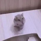 تبني هامستر انثى عمر 3 شهور