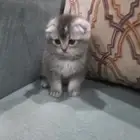 قطة