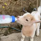 ماعز قزم عمر شهر ونص