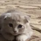 سكوتش إيناث3