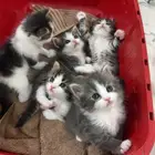 قطط صغيرة للبيع