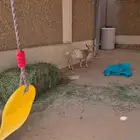للبيع مستعجل تيس قزمي