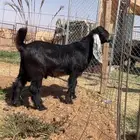 مشروع فحل عارضي