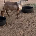 خروف ساكني صنف