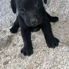 جراوه لابردور بيور Pure Labrador Dogs