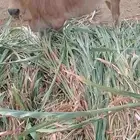 بقره بلدي فاخره هاديه